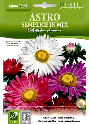 Aster Flower of Love &#8220;Astro Semplice&#8221; Hortus Seeds