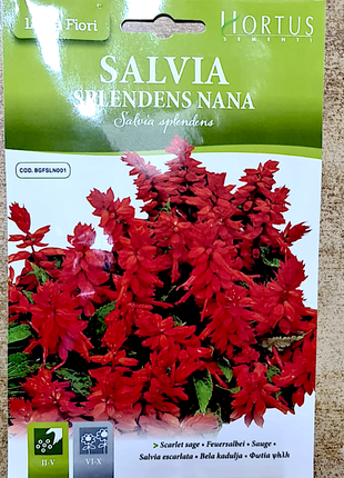 Salvia Flower Seeds &#8220;Splendens Nana&#8221; by Hortus
