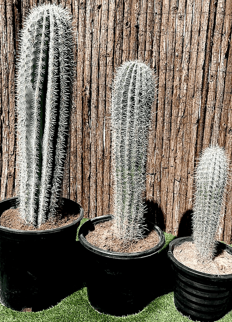 Saguaro cactus