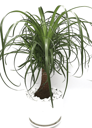 Beaucarnea Recurvata &#8220;Elephant&#8217;s Foot or Ponytail Palm&#8221; 50-60cm