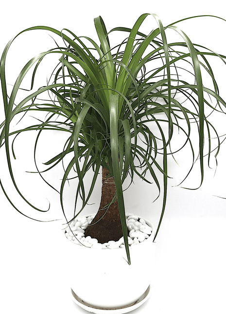 Beaucarnea Recurvata &#8220;Elephant&#8217;s Foot or Ponytail Palm&#8221; 50-60cm
