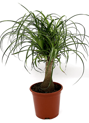 Beaucarnea Recurvata &#8220;Elephant&#8217;s Foot or Ponytail Palm&#8221; 50-60cm