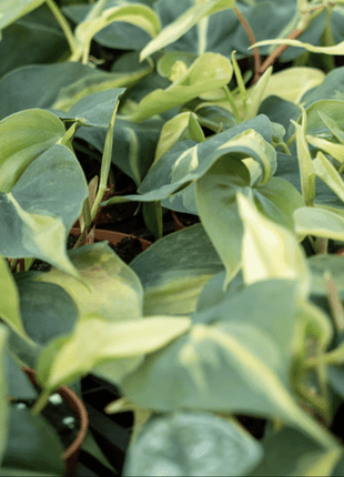 Scindapsus Brasil 80-90cm