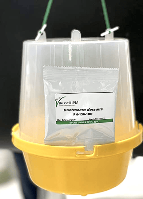 Fruit Fly Trap with Pheromone &#8220;Russell-IPM&#8221;