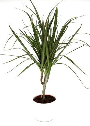 Dracaena Marginata 40-50cm