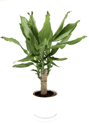 Dracaena Fragrans Green Mini | Massangeana Green Mini