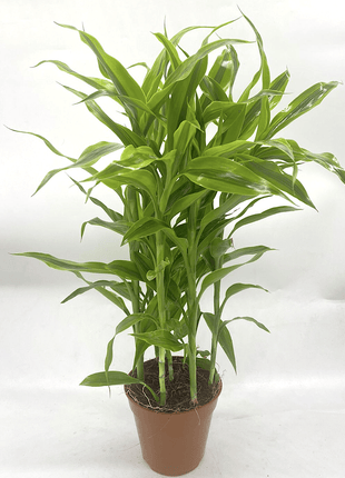Gold Dracaena Sanderiana | Sanderiana Gold 30-35cm