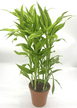 Gold Dracaena Sanderiana | Sanderiana Gold 30-35cm