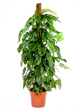 Monstera adansonii | Swiss Cheese Plant 1.0-1.2m