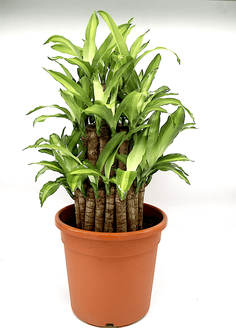 Dracaena fragrans  &#8220;Massangeana 3 steps&#8221; 40-50cm