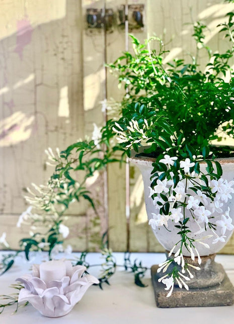 WOW Jasmine Flowers in White Pot PROMO
