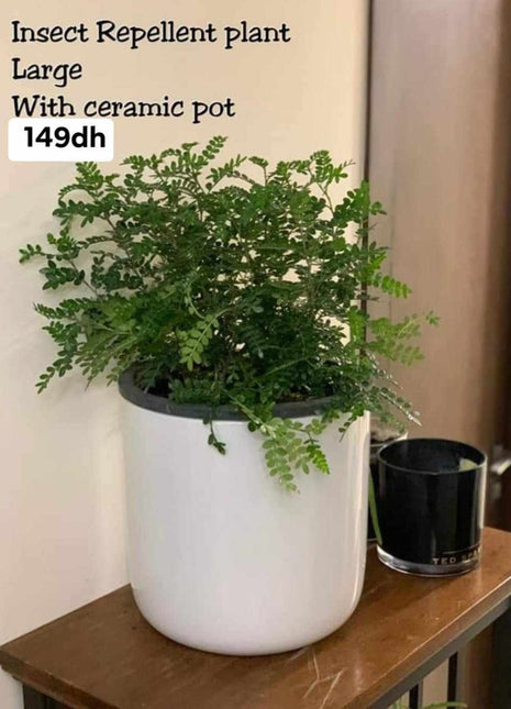 Insect Repellent Large PROMO