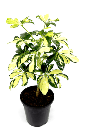 Schefflera Arboricola | Gold Capella | Dwarf Umbrella Tree 30-40cm