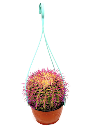 Barrel Cactus | Hanging Coloured Ball Cactus | Ferocactus 150-170mm dia
