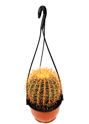 Barrel Cactus | Hanging Coloured Ball Cactus | Ferocactus 150-170mm dia