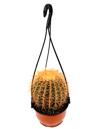 Barrel Cactus | Hanging Coloured Ball Cactus | Ferocactus 150-170mm dia