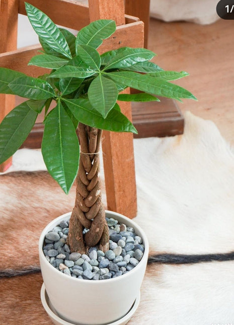 Pachira Table Plant PROMO