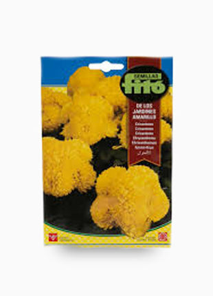 Amarillo Chrisanthemum Seeds (Yellow, 2 g)