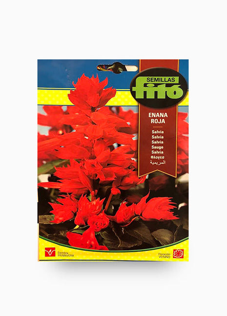 Semilla Frito Enana Roja Salvia  Seeds (2 g)