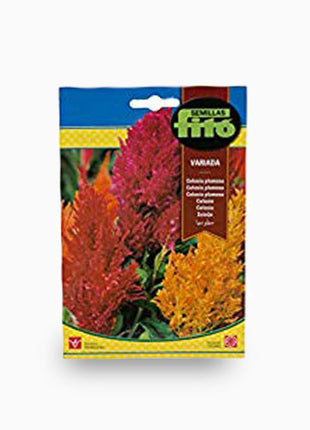 CelosÃ­a Plumosa Variada &#8211; Fito Seeds