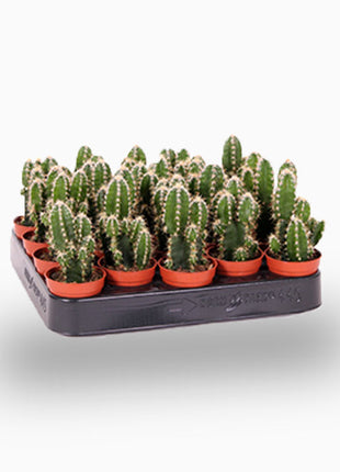 Cereus Peruvianus or Peruvian Cactus 5-10cm