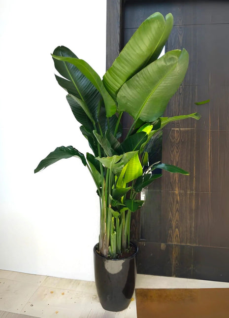 Strelitzia Nicolai or Bird of Paradise طائر الجنة in Black Ceramic Pot 1.8-2m