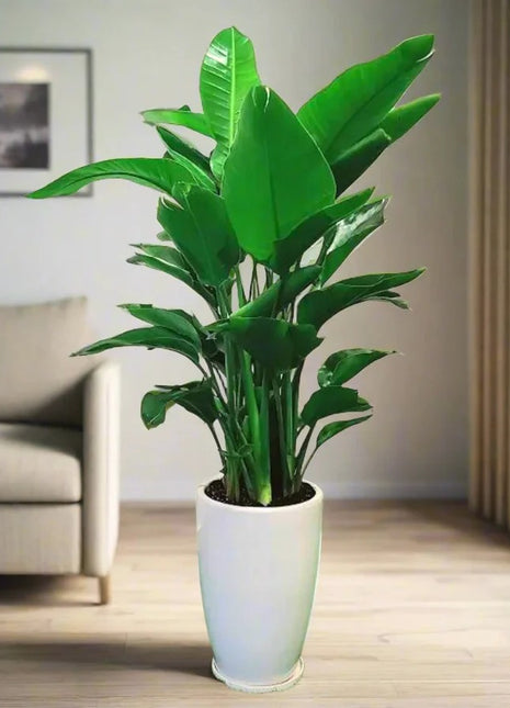 Strelitzia Nicolai or Bird of Paradise طائر الجنة in White Ceramic Pot 1.8-2m