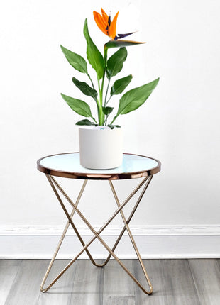 Strelitzia Reginae or Bird of Paradise طائر الجنة (Indoor No Flowers) 30 – 40cm