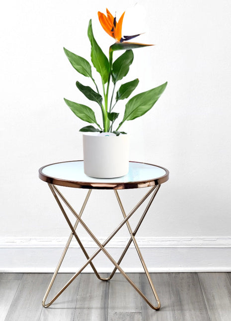 Strelitzia Reginae or Bird of Paradise طائر الجنة (Indoor No Flowers) 30 – 40cm