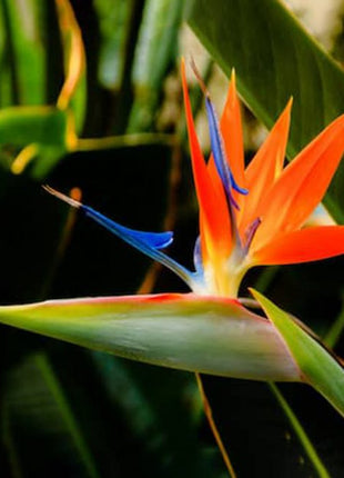 Strelitzia Reginae or Bird of Paradise طائر الجنة (Indoor No Flowers) 30 – 40cm