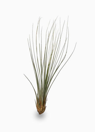 Tillandsia Juncifolia &#8211; Air Plant
