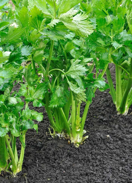 Celery Agrimax Seeds
