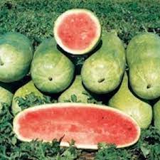 Charleston Watermelon Agrimax Seeds