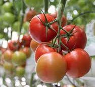 Cluster Tomato Agrimax Seeds