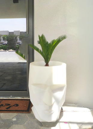 Cycas Revoluta &#8220;Sago Palm&#8221;