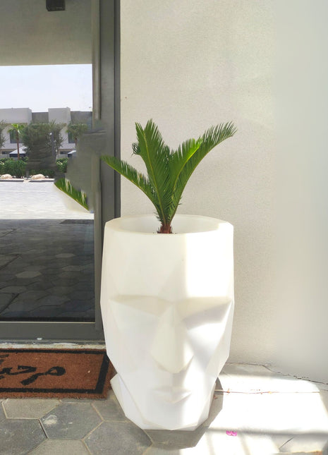 Cycas Revoluta &#8220;Sago Palm&#8221;