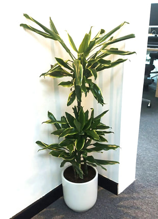 Dracaena Fragrans  &#8220;Golden Coast&#8221;