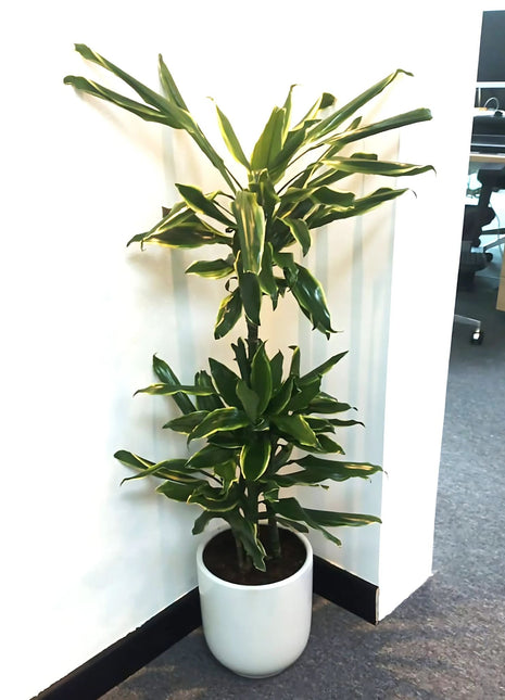 Dracaena Fragrans  &#8220;Golden Coast&#8221;