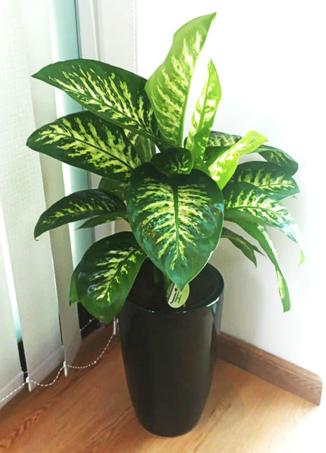 Dieffenbachia seguine Or Tropic Snow in Black Ceramic Pot 70-90cm