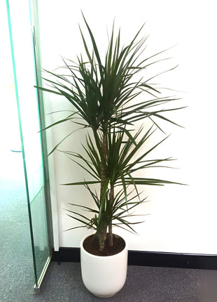 Dracaena Marginata