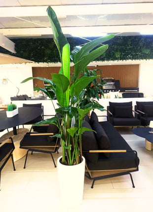 Strelitzia Nicolai or Bird of Paradise طائر الجنة in White Ceramic Pot 1.8-2m