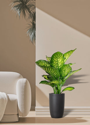 Dieffenbachia Seguine Or Maroba