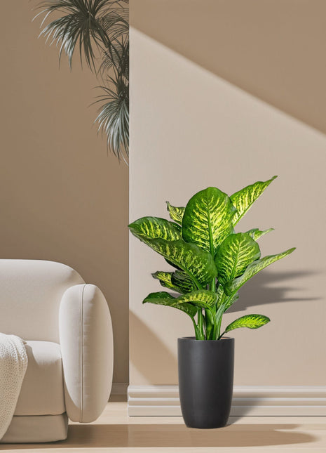 Dieffenbachia Seguine Or Maroba