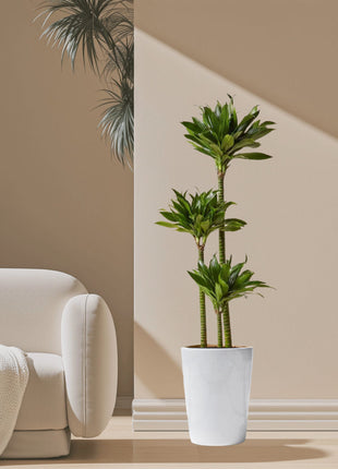 Dracaena Fragrans Or Compacta