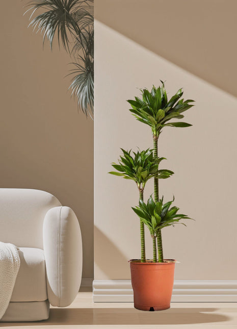 Dracaena Fragrans Or Compacta