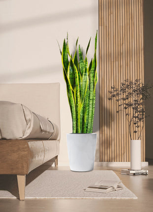 Sansevieria Trifasciata &#8216;Laurentii&#8217; or Snake Plant