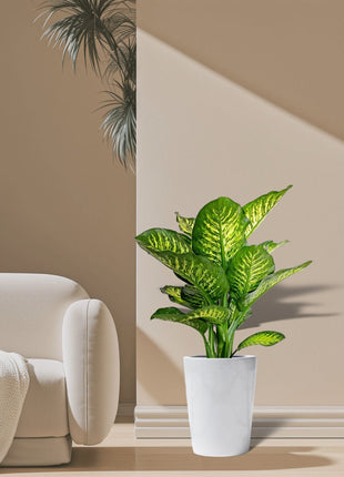 Dieffenbachia Seguine Or Maroba