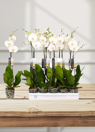 White Orchids 50-70cm