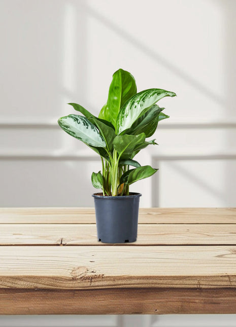 Aglaonema Pattaya Beauty