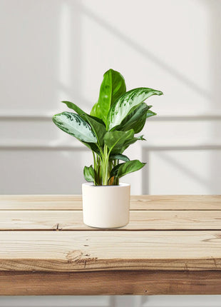 Aglaonema Pattaya Beauty